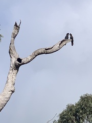 Calyptorhynchus banksii