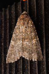 Hypoperigea tonsa