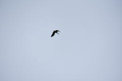 Threskiornis spinicollis