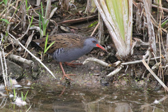 Rallus aquaticus