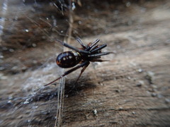 Steatoda capensis