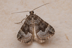 Chrysolarentia cryeropa