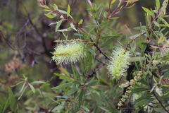 Melaleuca nervosa