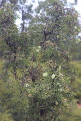 Melaleuca nervosa