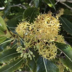 Pittosporum eugenioides