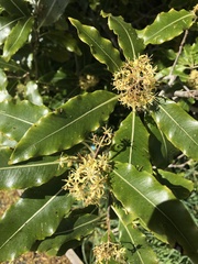 Pittosporum eugenioides