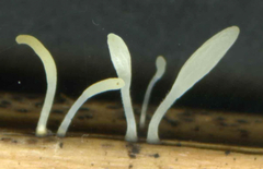 Typhula quisquiliaris