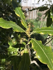 Pittosporum eugenioides