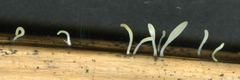 Typhula quisquiliaris