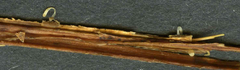 Typhula quisquiliaris