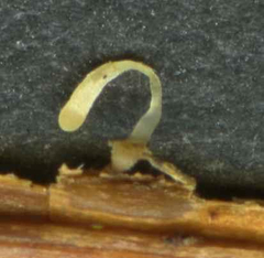 Typhula quisquiliaris