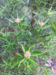 Ozothamnus argophyllus