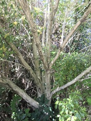 Pittosporum eugenioides