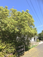 Pittosporum eugenioides