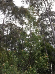 Ozothamnus argophyllus