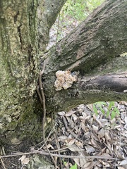 Ductifera pululahuana