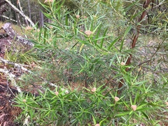 Ozothamnus argophyllus