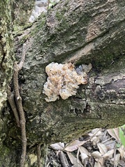 Ductifera pululahuana