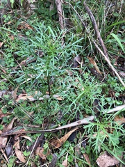 Senecio pinnatifolius