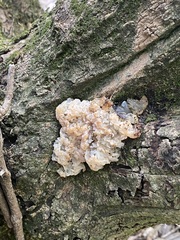 Ductifera pululahuana