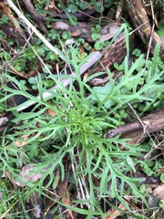 Senecio pinnatifolius
