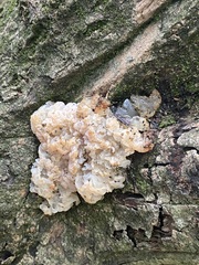 Ductifera pululahuana