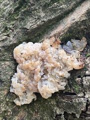 Ductifera pululahuana