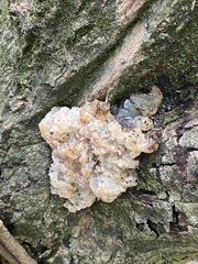 Ductifera pululahuana