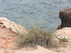 Elymus athericus