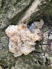 Ductifera pululahuana