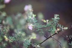 Lithomyrtus microphylla