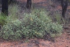 Lithomyrtus microphylla