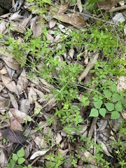 Galium rotundifolium