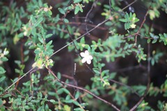 Lithomyrtus microphylla