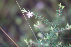 Lithomyrtus microphylla