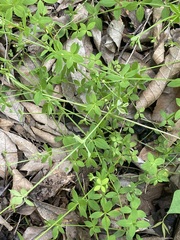 Galium rotundifolium