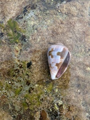 Conus papilliferus