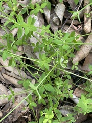 Galium rotundifolium