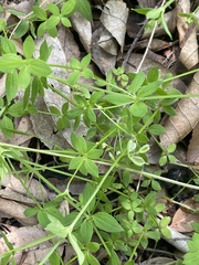 Galium rotundifolium