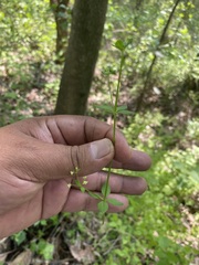 Galium rotundifolium