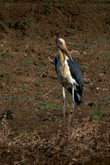 Leptoptilos javanicus