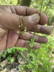 Galium rotundifolium