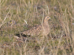 Syrrhaptes paradoxus