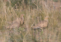 Syrrhaptes paradoxus