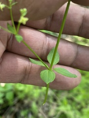 Galium rotundifolium