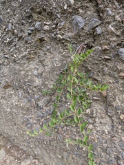 Capparis spinosa herbacea