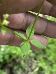 Galium rotundifolium