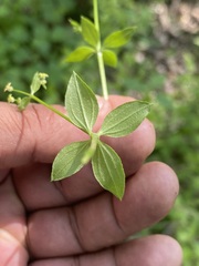 Galium rotundifolium