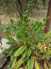 Beta trigyna