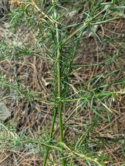 Asparagus verticillatus